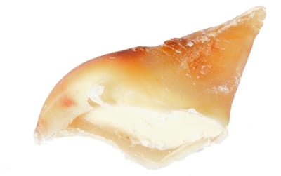 Zoolekker Kauwhoefjes met vet - smakelijke hondensnack van rund, langdurig kauwplezier, bulkverpakking 25 stuks