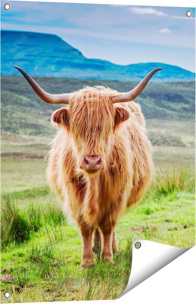 Gards Tuinposter Schotse Hooglander in de Wei - Kleur - 60x80 cm - Tuindoek - Tuindecoratie - Wanddecoratie buiten - Tuinschilderij