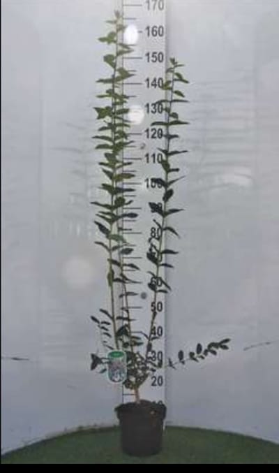 Lonicera tatarica - Kamperfoelie 40- 60 cm in pot