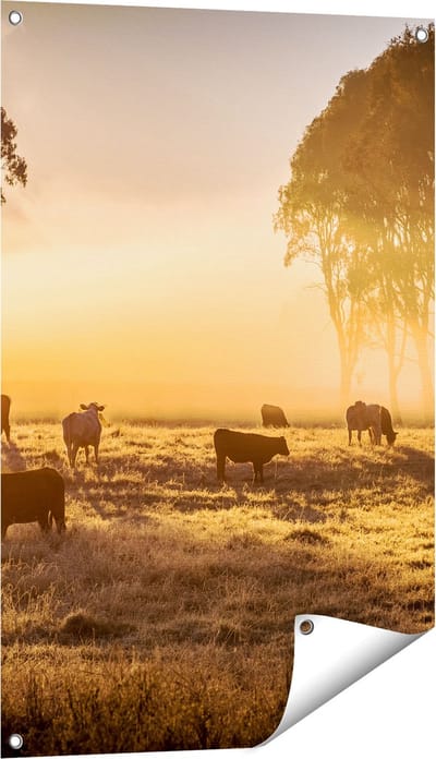 Gards Tuinposter Kudde Koeien in de Wei met Zonsopkomst - 60x90 cm - Tuindoek - Tuindecoratie - Wanddecoratie buiten - Tuinschilderij