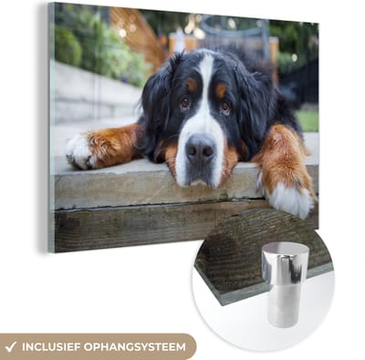 ® Glasschilderij 180x120 cm - Schilderij acrylglas - Schaduwrijke Bernese Sennenhond - Foto op glas - Muurdecoratie woonkamer - Wanddecoratie slaapkamer - Schilderijen