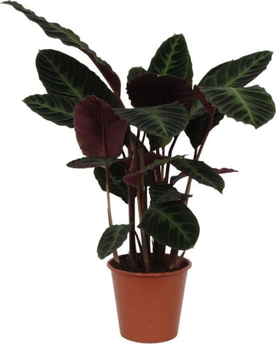 Pauwenplant/schaduwplant met paars groene bladeren, 80 cm hoog, Ø24cm, Calathea warscewiczii