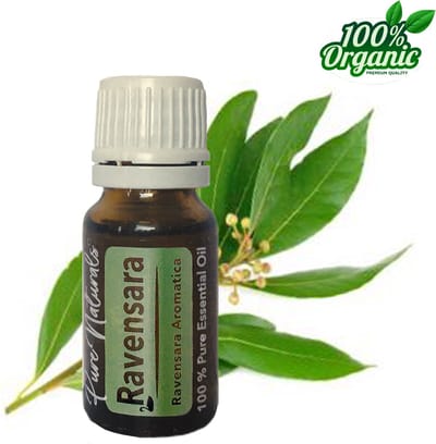 Ravensara etherische Olie 10 ml | Ravensara Oil | 100% PUUR | Bio | Essentiële olie Aromatherapie | Olie diffuse | Pure Naturals