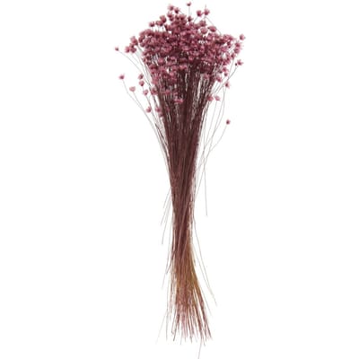 Glixia roze