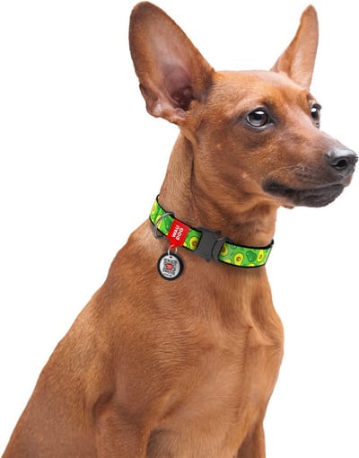 WAUDOG Advacado Halsband / Hondenhalsband - Nylon - Metalen Fastex Sluiting - S - Breedte: 20 mm - Nekomtrek: 24 - 40 cm (GELIEVE ALVORENS BESTELLEN OPMETEN)