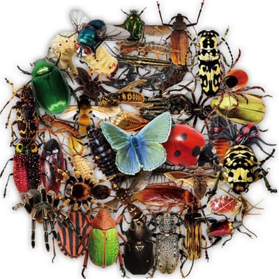 50 insecten stickers - Transparant - 50 stuks voor laptop, muur, agenda etc. - Met vlinders, spinnen, kevers etc.