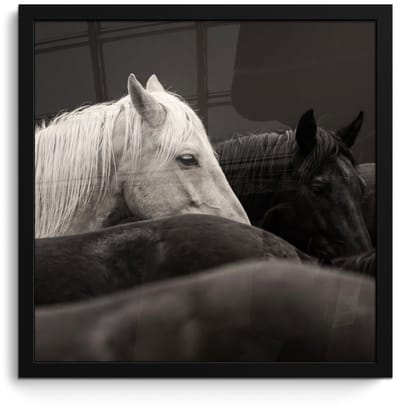 Poster in lijst - Fotolijst 40x40 cm - Posters - Paarden - Zwart - Wit - Kudde - Posterlijst zwart - Decoratie - Wanddecoratie woonkamer - Muurdecoratie slaapkamer