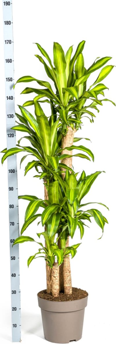 Goudpalm, Drakenbloedboom, Tropische, Groene Kamerplant, Groen Blad met Geelgroene rand, Dracaena Fragrans Massangeana Karussell Ø30cm - 180cm