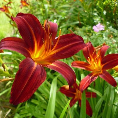 6 x Hemerocallis 'Sammy Russell'  - Daglelie pot 9x9cm