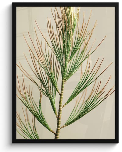 Poster in lijst - Fotolijst 60x80 cm - Posters - Dennentak - Naaldvormige bladeren - Lichtgroen - Posterlijst zwart - Decoratie - Wanddecoratie woonkamer - Muurdecoratie slaapkamer