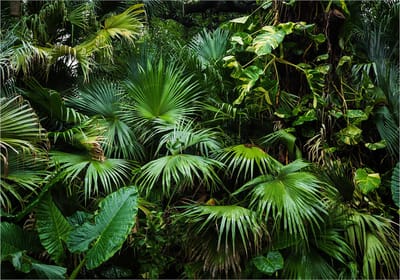 Fotobehangkoning - Behang - Vliesbehang - Fotobehang - Sunny Jungle - Exotische Bladeren - Magische Jungle Planten - 150 x 105 cm