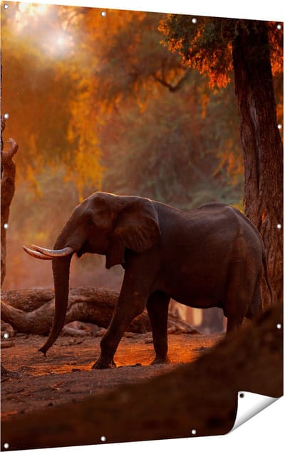 Gards Tuinposter Olifant in het Bos - 120x160 cm - Tuindoek - Tuindecoratie - Wanddecoratie buiten - Tuinschilderij