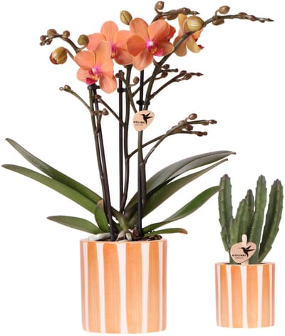 Kolibri Company | Plantenset Oranje Phalaenopsis Orchidee Bolzano en Succulent incl. keramieken sierpotten