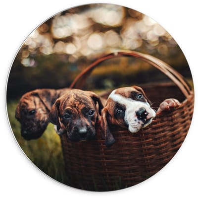 Forex Wandcirkel - Mandje gevuld met Pups - 70x70cm Foto op Wandcirkel (met ophangsysteem)