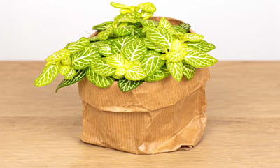 Fittonia Joly Lemon - Wit/groen (Fluor) - Mozaiekplantje
