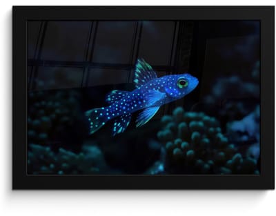 Poster in lijst - Fotolijst 30x20 cm - Posters - Vis - Stippen - Koraal - Blauw - Posterlijst zwart - Decoratie - Wanddecoratie woonkamer - Muurdecoratie slaapkamer