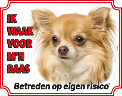 Chihuahua Langhaar Blond Waakbord