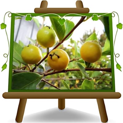 Guavenboom Fruitplant - Exotische Vruchten - Buiten Kweken - 4 Jaar Geteeld - Max 200cm Hoog - Geel Fruit