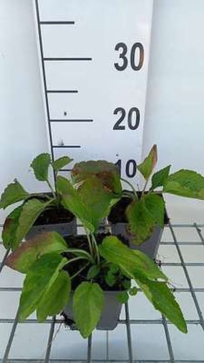 6x Zonnehoed - Rudbeckia fulg. 'City Garden' | 9x9 cm pot