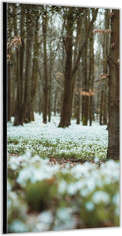 KuijsFotoprint - Schilderij - Wit Bloemenveld Met Bomen - Wit, Groen En Bruin - 200 X 100 Cm