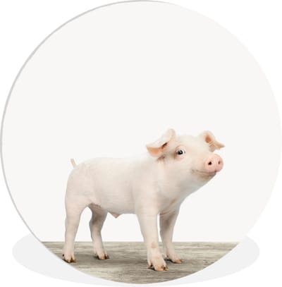 Decoratie kinderkamers - Wanddecoratie jongens - Meisjes - Varken - Big - Roze - Dieren - Muurdecoratie - Schilderij voor kinderen - 60x60 cm - Kunststof