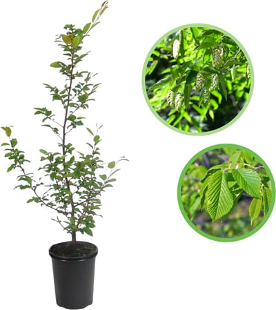 Haagbeuk 125-150 cm (in pot) - Carpinus betulus - Ø23 cm - inheemse plant - groeit goed op vrijwel alle gronden - snelle groeier
