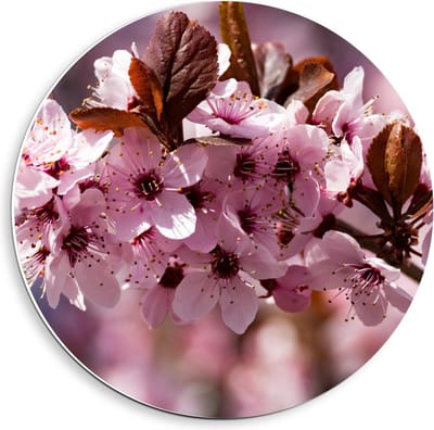 Forex Wandcirkel - Roze Bloemen in de Boom  - 40x40cm Foto op Wandcirkel (met ophangsysteem)