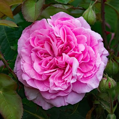 Rosa 'Gertrude Jekyll'® - Prachtige rozen voor in de tuin