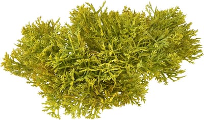 Decoratief mos kunstgroen bruin – moskussen 10/12/14cm 3 stuks, 3 Stüc