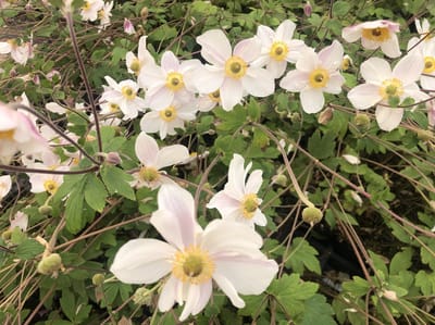 6 x Anemone 'Dainty Swan' - Anemoon - pot 9 x 9 cm