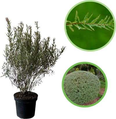 Bittere wilg / Purperwilg 40-60 cm (in pot) - Salix purpurea 'Nana' - Ø26 cm - sierlijke dunne bladeren - onderhoudsarm - perfect voor lage hagen