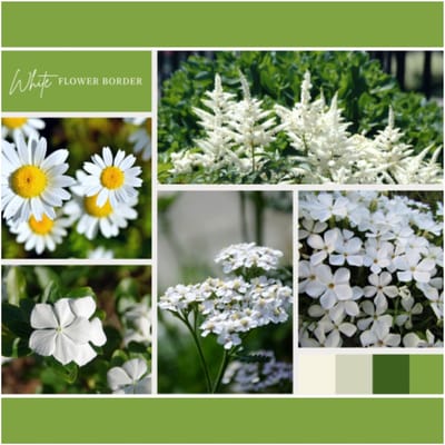 Borderpakket Wit (6 planten: 1m²) - Snijbloemen - Vaste planten - bloeit in Oktober / November / Mei / Juni / Juli / Augustus / September