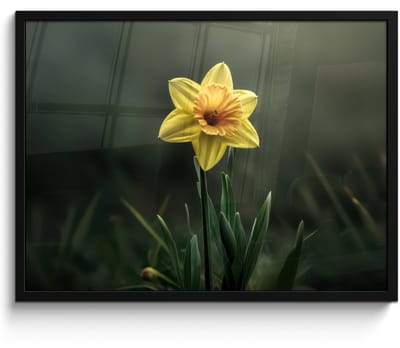 Poster in lijst - Fotolijst 70x50 cm - Posters - Bloem - Narcis - Gras - Geel - Posterlijst zwart - Decoratie - Wanddecoratie woonkamer - Muurdecoratie slaapkamer