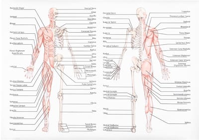 Dailygoods- Poster Menselijke Anatomie - Anatomisch Skelet - Onderwijs Poster - Muurkunst - Anatomie voor School - Wetenschappelijke Weergave - Anatomieposter