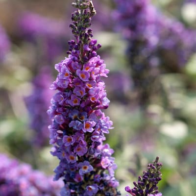 Vlinderstruik (Buddleja Davidii) - Lilac Chip - Buddleja - Vaste planten - Bijen-Vlinders - Geurend - Zomerbollen