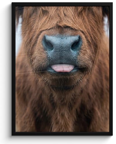 Poster in lijst - Fotolijst 60x80 cm - Posters - Schotse hooglander - Neus - Bruin - Posterlijst zwart - Decoratie - Wanddecoratie woonkamer - Muurdecoratie slaapkamer