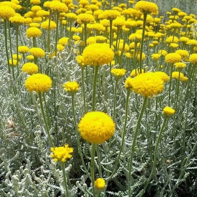 6 x Santolina Chamaecyparissus - Heiligenbloem pot 9x9 cm- Zilvergrijze Bladeren