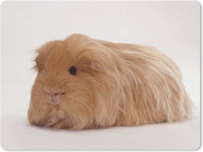 Muismat Cavia - Sheltie cavia muismat rubber - 23x19 cm - Muismat met foto