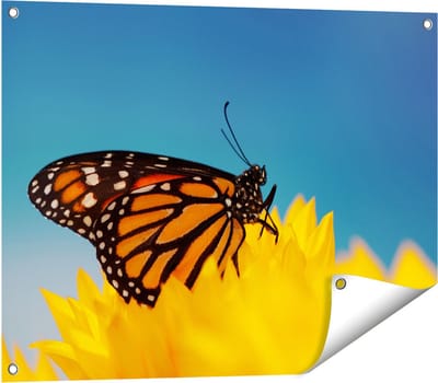 Gards Tuinposter Oranje Vlinder bij een Zonnebloem - 80x60 cm - Tuindoek - Tuindecoratie - Wanddecoratie buiten - Tuinschilderij
