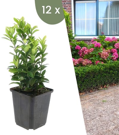 Plants by Frank | 12 Groene Kardinaalsmuts Planten | Euonymus japonicus 'Green Spire' | Winterharde bodembedekker planten | tuinplanten | Winterharde vaste planten meerjarig | Winterharde tuinplanten