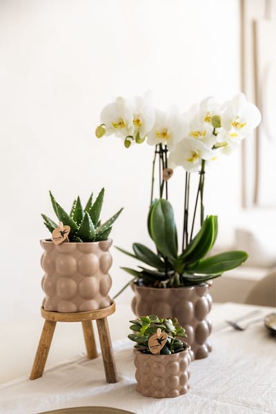 Kolibri Home | Cotton sierpot - Sand - Ø12cm