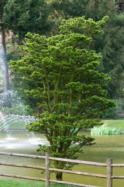 Arbustes de haie - Un ensemble 1 - Acer palmatum 'Shishigashira' - (5L) 40-50 cm