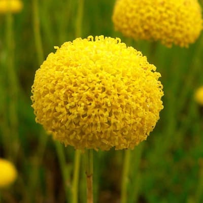 6 x Santolina Rosmarinifolia - Heiligenbloem Pot 9x9 cm - Aromatische Groenblijver