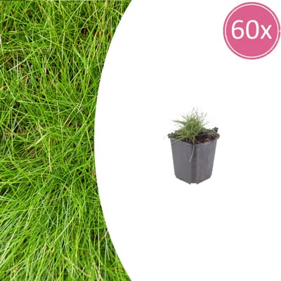Tuinplantenshop.com | Festuca gautieri | 60 stuks - Ø9cm - 10-25cm hoog - Tuinplant