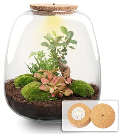 Plantenboetiek.nl | Plant terrarium 'Nora' - Bonsai Red met LED kurk - Ø23cm - 25 cm hoog - Ecosysteem & Terrarium
