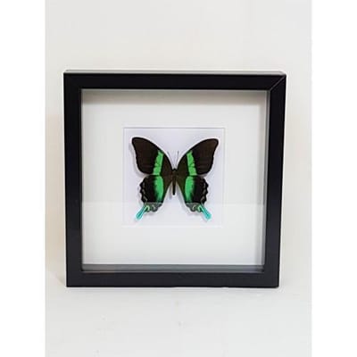 Opgezette Papilio Blumei vlinder in diepe houten lijst. incl naam en herkomstetiket