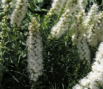 Witte lampenpoetser (Liatris spicata Alba) - Lampepoetser Alba - Liatris spicata - Vaste planten - Bijen-Vlinders - Zomerbollen