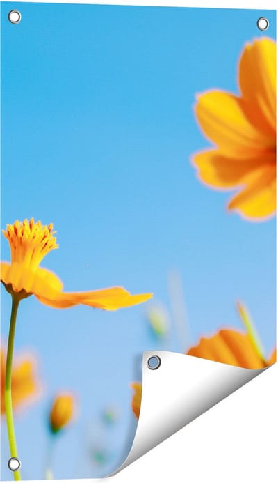Gards Tuinposter Oranje Cosmea Bloemen - 40x60 cm - Tuindoek - Tuindecoratie - Wanddecoratie buiten - Tuinschilderij