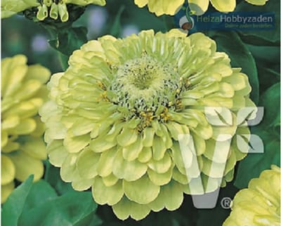 Zinnia Gulliver Lime ca 100 zaden