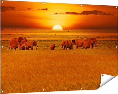 Gards Tuinposter Olifanten in het Wild - Zonsondergang - 150x100 cm - Tuindoek - Tuindecoratie - Wanddecoratie buiten - Tuinschilderij